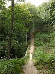 Foret de Rambouillet