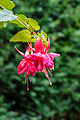 Fuchsia 'Lynn Ellen'.