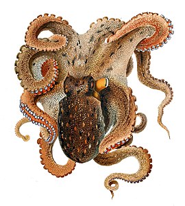 Comingio Merculiano Octopus vulgaris