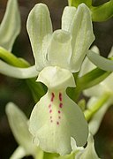 Orchis provincialis