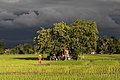 51 Tiny house surrounded by trees, inhabited in the middle of green paddy fields in sunshine under a stormy sky at golden hour in Laos uploaded by Basile Morin, nominated by Basile Morin,  21,  0,  0