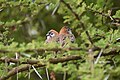 Speckle-fronted weavers