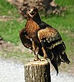 Aquila nipalensis (cat.)