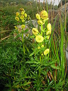 Artemisia arctica subsp. sachalinensis