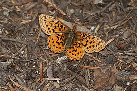 Boloria epithore