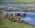 Buffalo in Wetlands