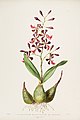 Encyclia cordigera (as syn. Epidendrum macrochilum var. roseum) plate 17 in: James Bateman: The Orchidaceae of Mexiko and Guatemala, (1843)