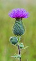 15 Mooie bloeiwijze van een Speerdistel (Cirsium vulgare) 03 uploaded by Famberhorst, nominated by Famberhorst