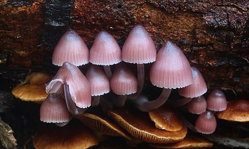 "Mycena_clarkeana_533139.jpg" by User:W.carter