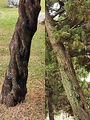 Juniperus chinensis 'Kaizuka'