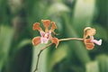 Encyclia cordigera flower