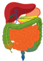 Complete GI tract