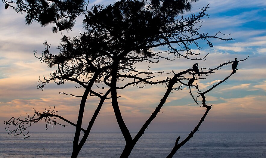 Silhouette of cormorants in a tree in La Jolla