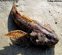 Cottus sibiricus.jpg