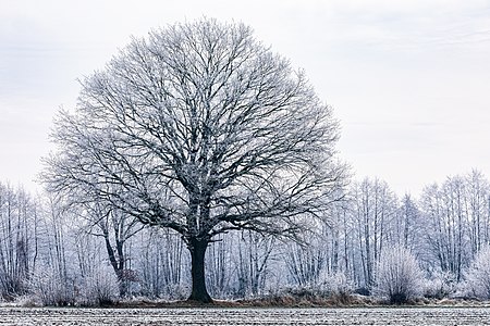 "Dülmen,_Kirchspiel,_Dernekamp,_Baum_--_2021_--_9412.jpg" by User:XRay