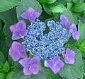 Hydrangea macrophylla