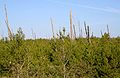 Habitat, with bird in lower left corner