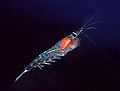 Northern krill Meganyctiphanes norvegica