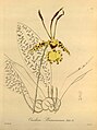 Psychopsis krameriana (as syn. Oncidium kramerianum) plate 33 in: H. G. Reichenbach: Xenia orchidacea - vol. 1 (1858)