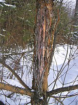 Rubbing damage by deer in Białowieża forest, Poland, 2006