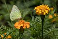 60 Yellow butterfly on Tagetes lucida uploaded by Basile Morin, nominated by Basile Morin,  12,  3,  0