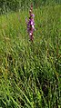 Anacamptis palustris Germany - Ichenheim