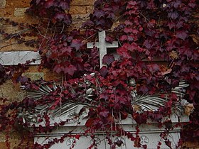 Foglie autunnali / Autumn leaves.