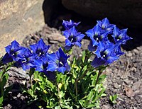 Gentiana dinarica