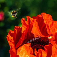 Rank: 39 Bumblebee (Bombus) approaching a oriental poppy blossom (Papaver orientale)