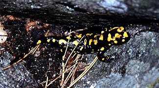 Korsischer Feuersalamander (Salamandra corsica)