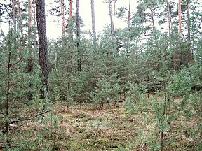 Forest in Brandenburg (Germany), Pinesnaturetaper ratio on poor locations