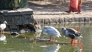 Mallards & Anas, Lodhi Gardens, Delhi 2.jpg