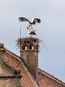 "Schlüsselau_Störche_Nest_P4RM1792.jpg" by User:Ermell