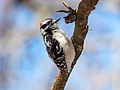 Image 46Downy woodpecker foraging in Green-Wood Cemetery