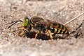 Sand wasp (Bembix rostrata) au Fort du Loc'h.