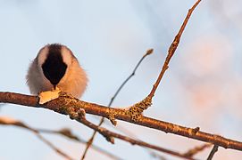 Marsh tit