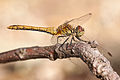 28 Sympetrum sanguineum 01 (MK) uploaded by Leviathan1983, nominated by Leviathan1983