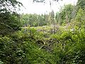 Beaver dam (Castor)