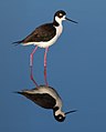 "Black-necked_Stilt_(Himantopus_mexicanus),_Corte_Madera.jpg" by User:Christian Ferrer