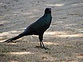 (Lamprotornis australis, cat.)