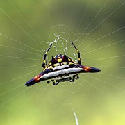 Gasteracantha geminata (Oriental spiny orb-weaver) dorsal