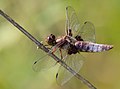 Plattbauch - Libellula depressa oder Platetrum depressum, Männchen, am Bruchgraben in den Kirschgartshäuser Schlägen