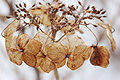 "Bigleaf_Hydrangea_Hydrangea_macrophylla_'Tokyo_Delight'_Flowers_3008px.jpg" by User:Ram-Man