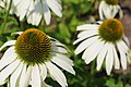 Echinacea purpurea 'White Swan'