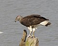 Haliaeetus ichthyaetus (cat.)