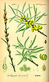 Hippophae rhamnoides plate 348 in: Otto Wilhelm Thomé: Flora von Deutschland, Österreich u.d. Schweiz, Gera (1885)