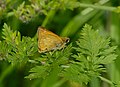 Rostfarbiger Dickkopffalter - Ochlodes sylvanus, am Bruchgraben in den Kirschgartshäuser Schlägen