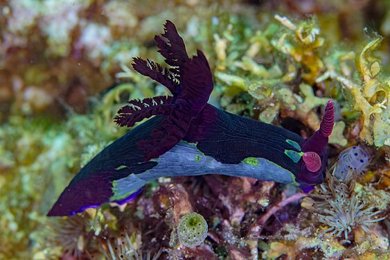 Nudibranch (Nembrotha chamberlaini), Anilao, Philippines.