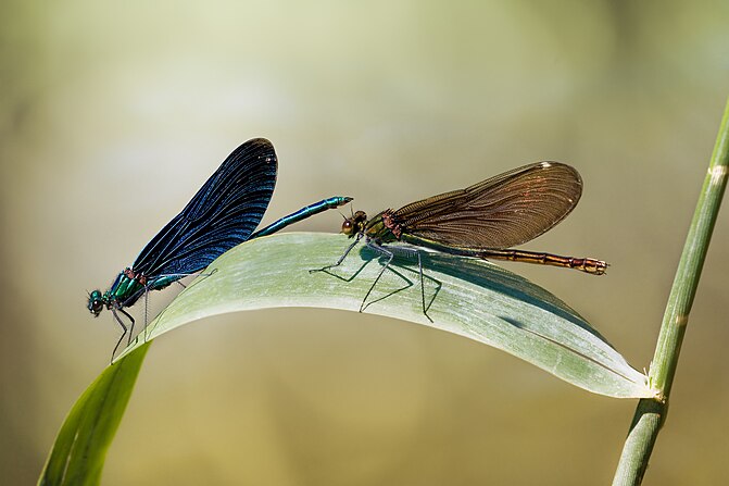 The Beautiful Demoiselle (Calopteryx virgo)