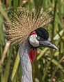 53 Grey crowned crane (Balearica regulorum gibbericeps) head 2 uploaded by Charlesjsharp, nominated by Charlesjsharp,  17,  0,  0